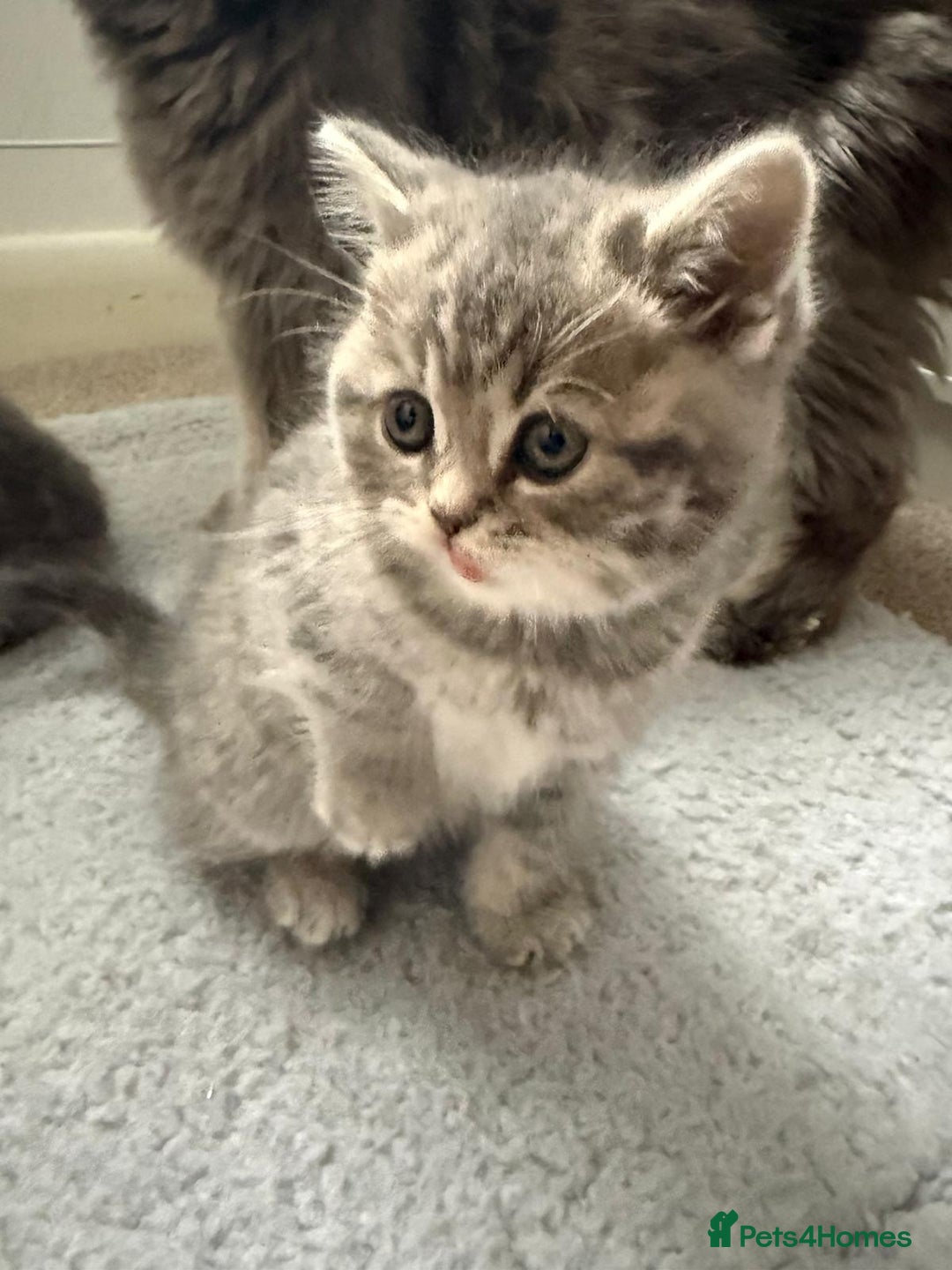 Mixed Breed cats for sale: British long hair  - Advert 7