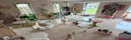 Ragdoll cats for sale: Stunning  European bloodline Ragdoll kittens  - Advert 39