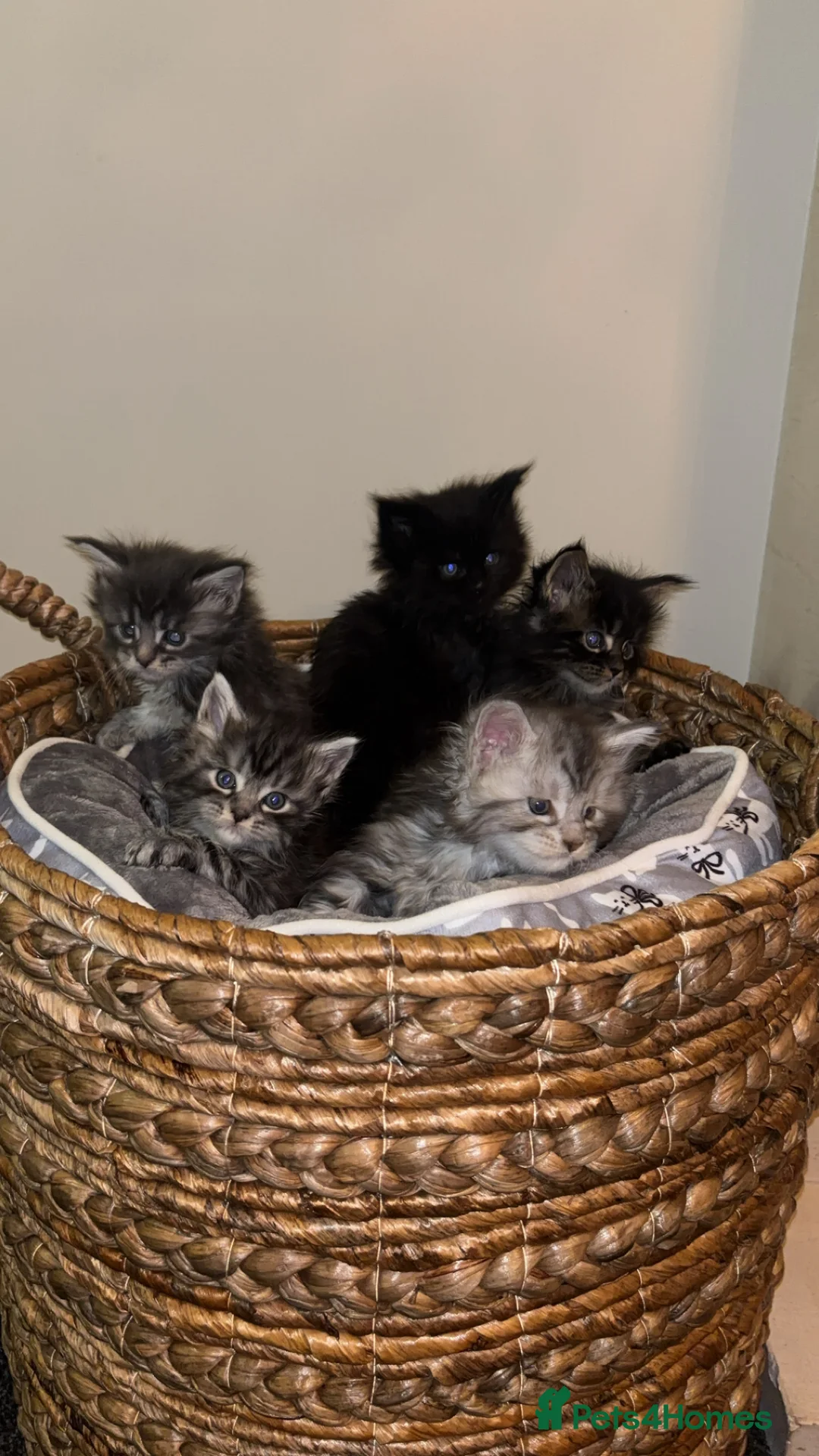 Maine Coon cats for sale: TICA Registered Maine Coon Kittens - Advert 8