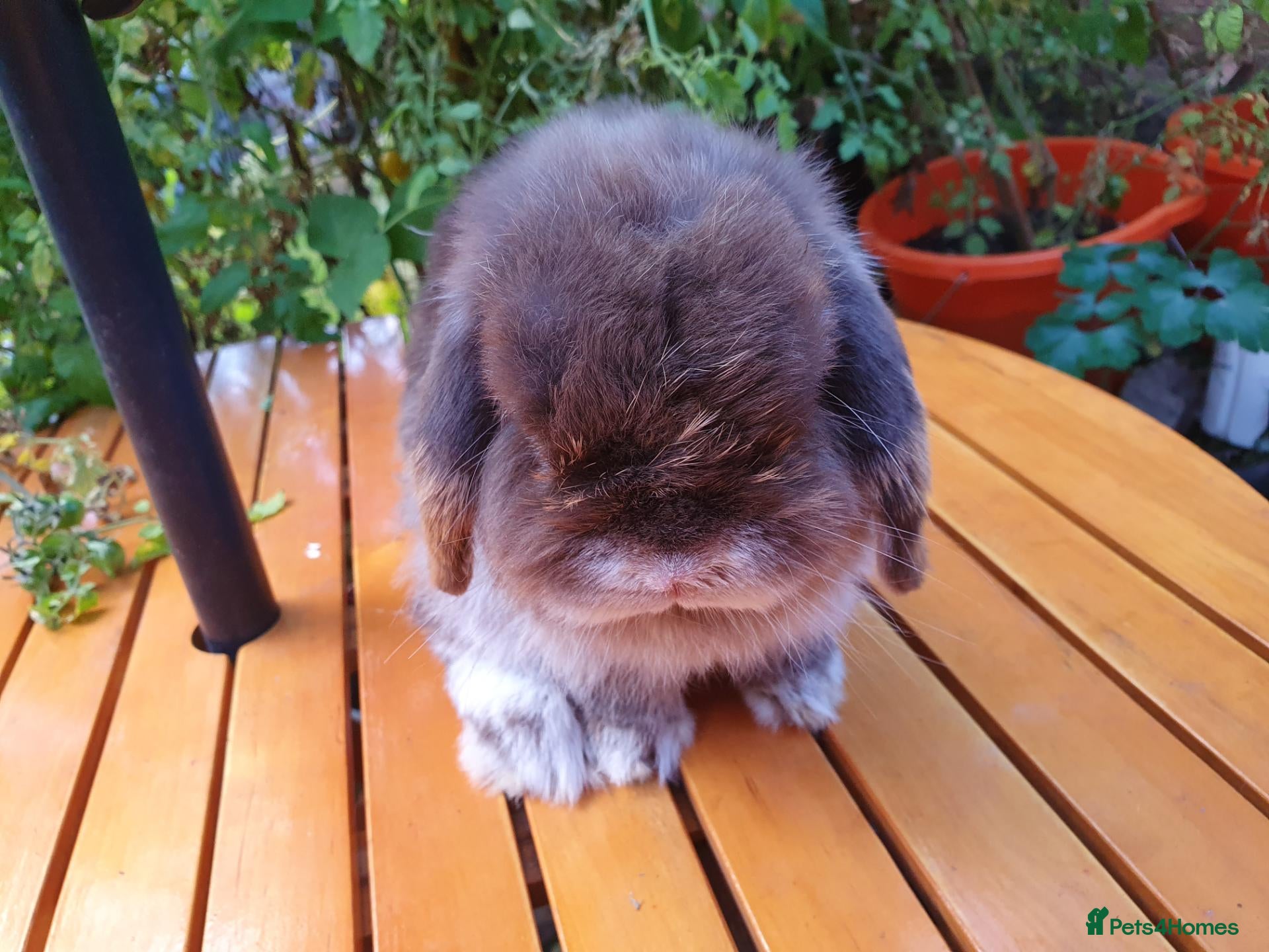Mini Lop rabbits for sale: Adult rabbits for adoption inc spayed girl - Advert 1