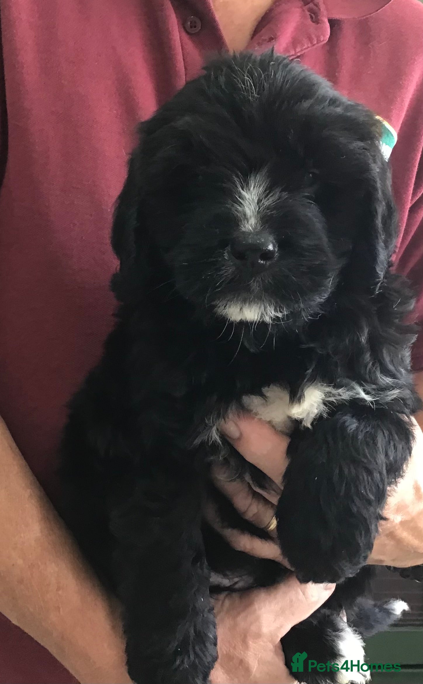 Saint Berdoodle dogs  Rare Saint Bernadoodle Pups. Holiday cover inc - Advert 2