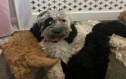 Cockapoo dogs for sale: Cockapoo F1B - Image 14
