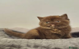 British Shorthair cats for sale: Exceptional BSH Girls, Champion Bloodlines - Advert 9