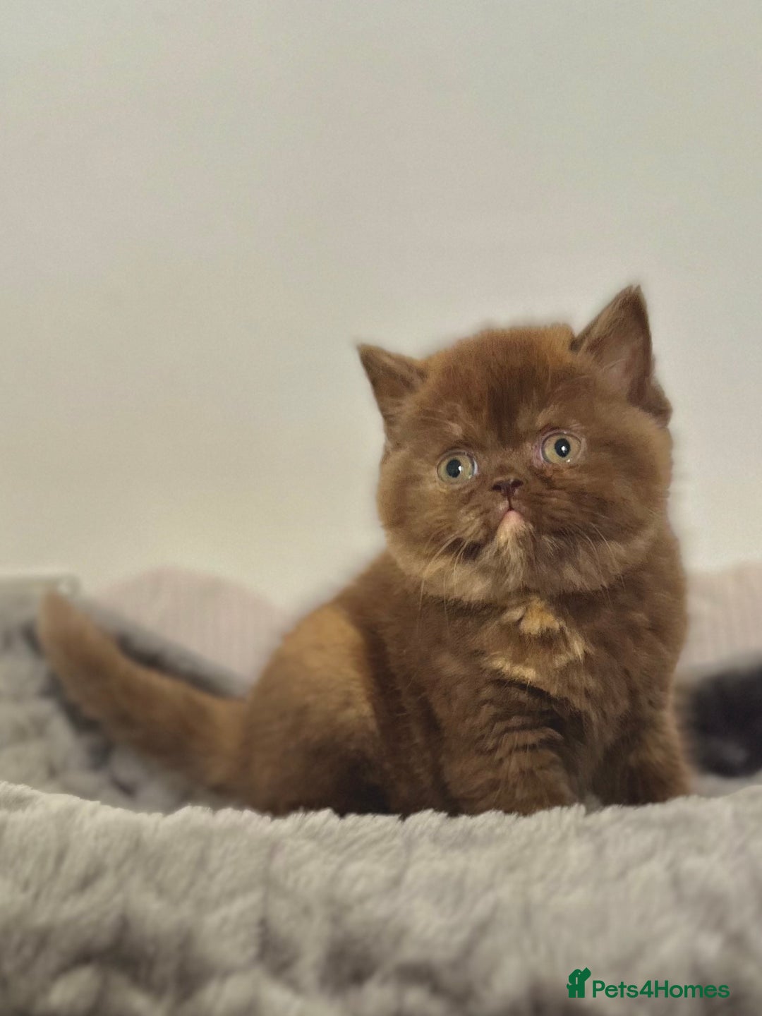 British Shorthair cats for sale: Exceptional BSH Girls, Champion Bloodlines - Advert 9