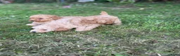 Cavapoo dogs for sale: Cavapoo fantastic! Playful beautiful puppies  - Advert 3