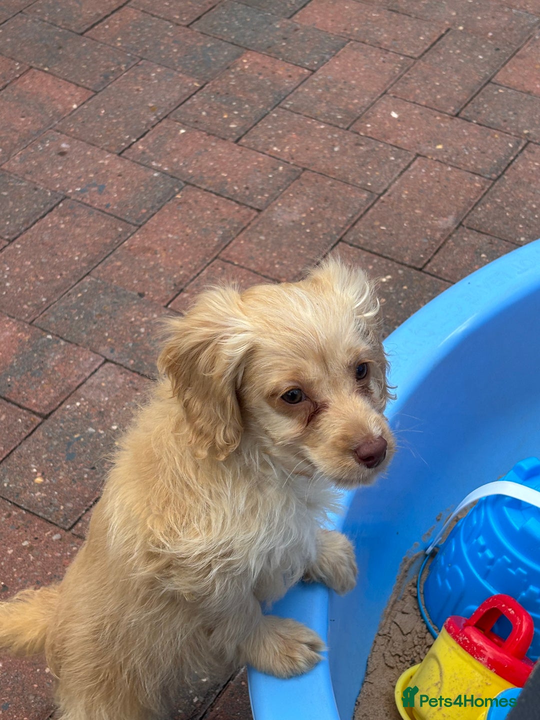 Cockapoo dogs for sale: 1male 1 female cockapoo  - Advert 10