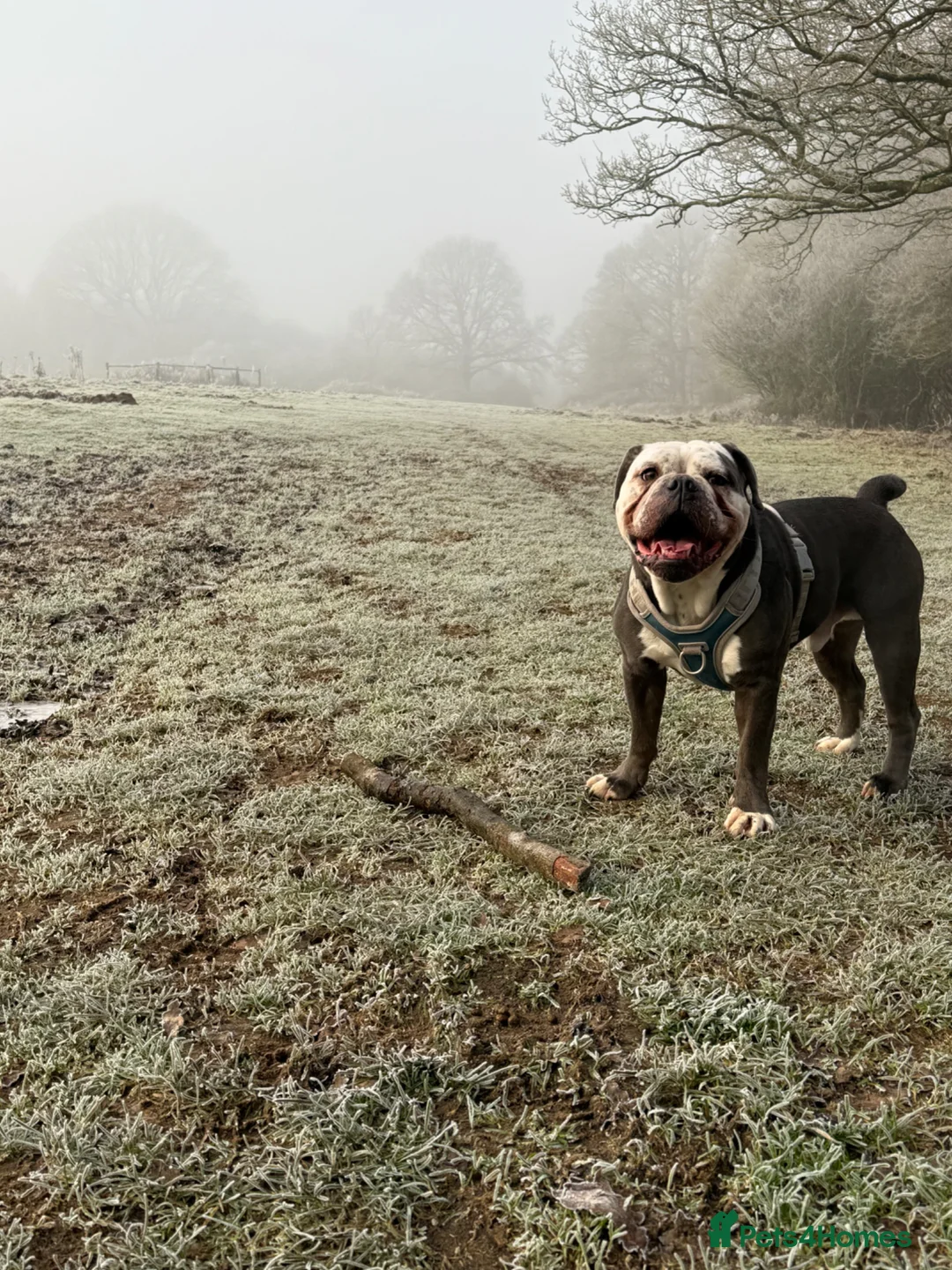 Mixed Breed dogs for sale: 4 year old Blue Merle Olde Tyme English bulldog  in Horsham - Advert 7