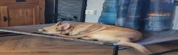 Mixed Breed dogs for adoption: DORA  9 months  - Advert 6