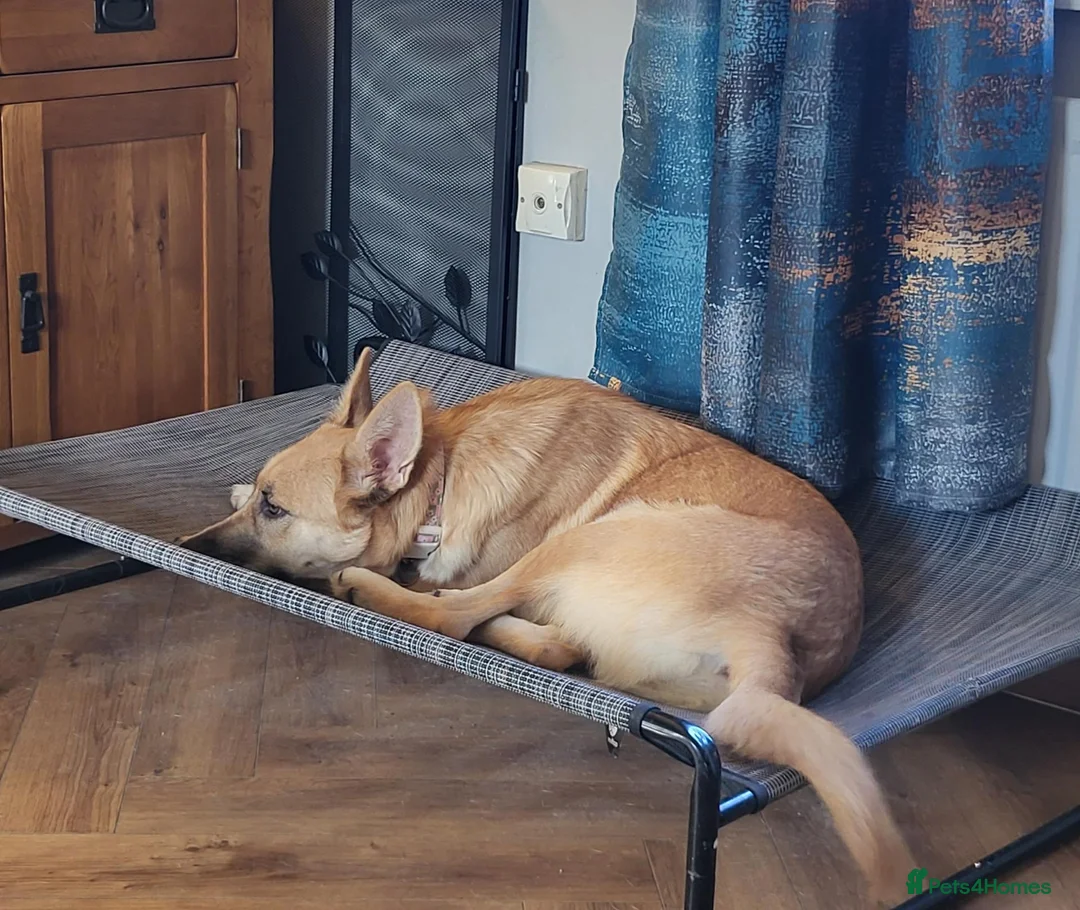 Mixed Breed dogs for adoption: DORA  9 months  - Advert 6