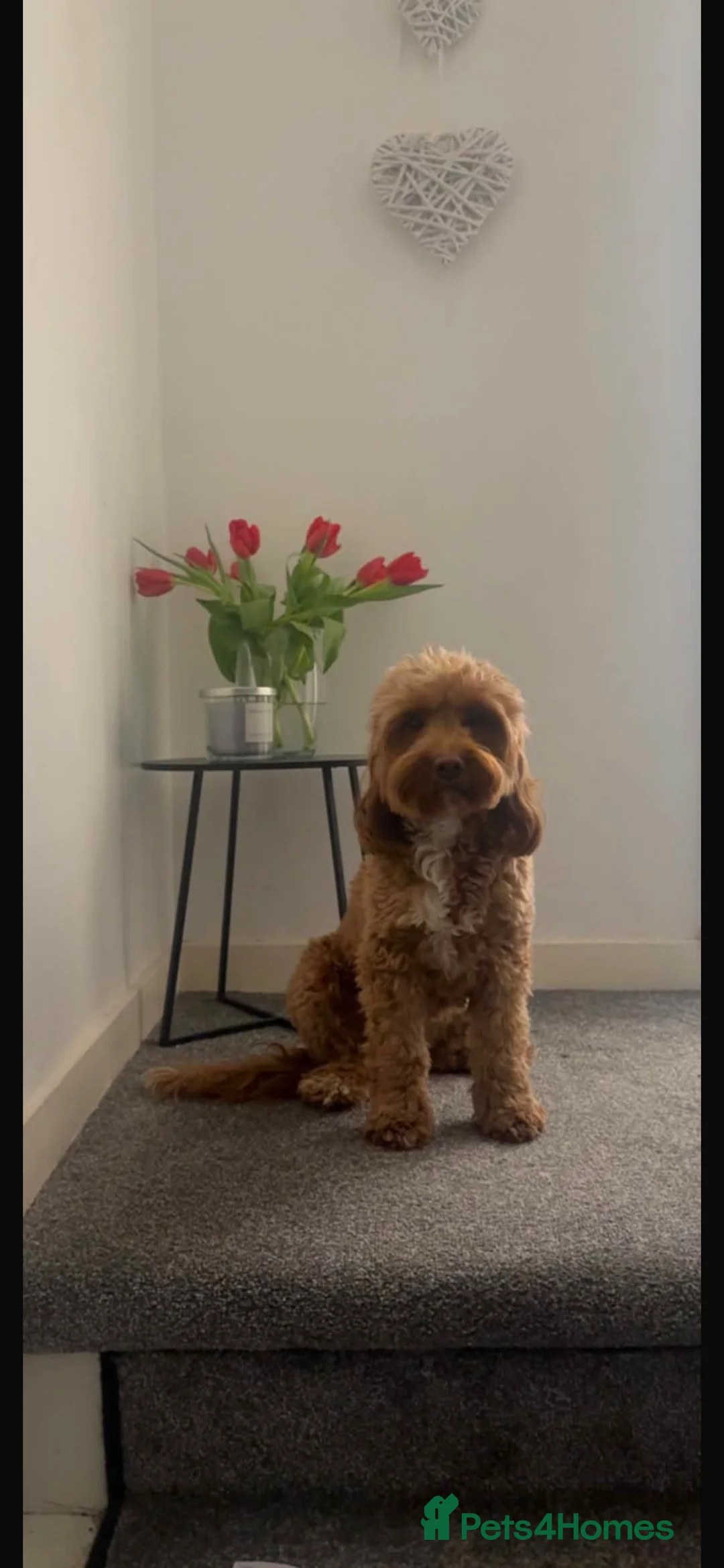 Cockapoo dogs for sale: Cockapoo puppies in Glasgow - Advert 2