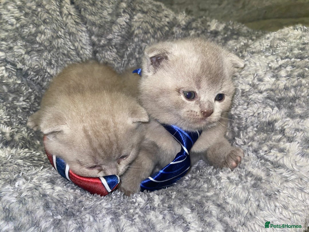 Scottish Fold cats for sale: Beautiful Scottish Fold Kittens🫶🏼😍 - Advert 7