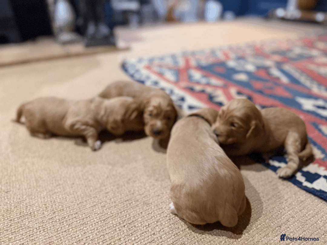 Cocker Spaniel dogs for sale: Lemon Cocker Spaniels ( Four Girls ) - Advert 12