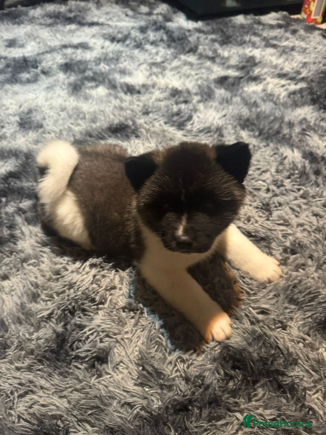 Akita dogs for sale: Bear faced American akitas puppies  - Advert 8