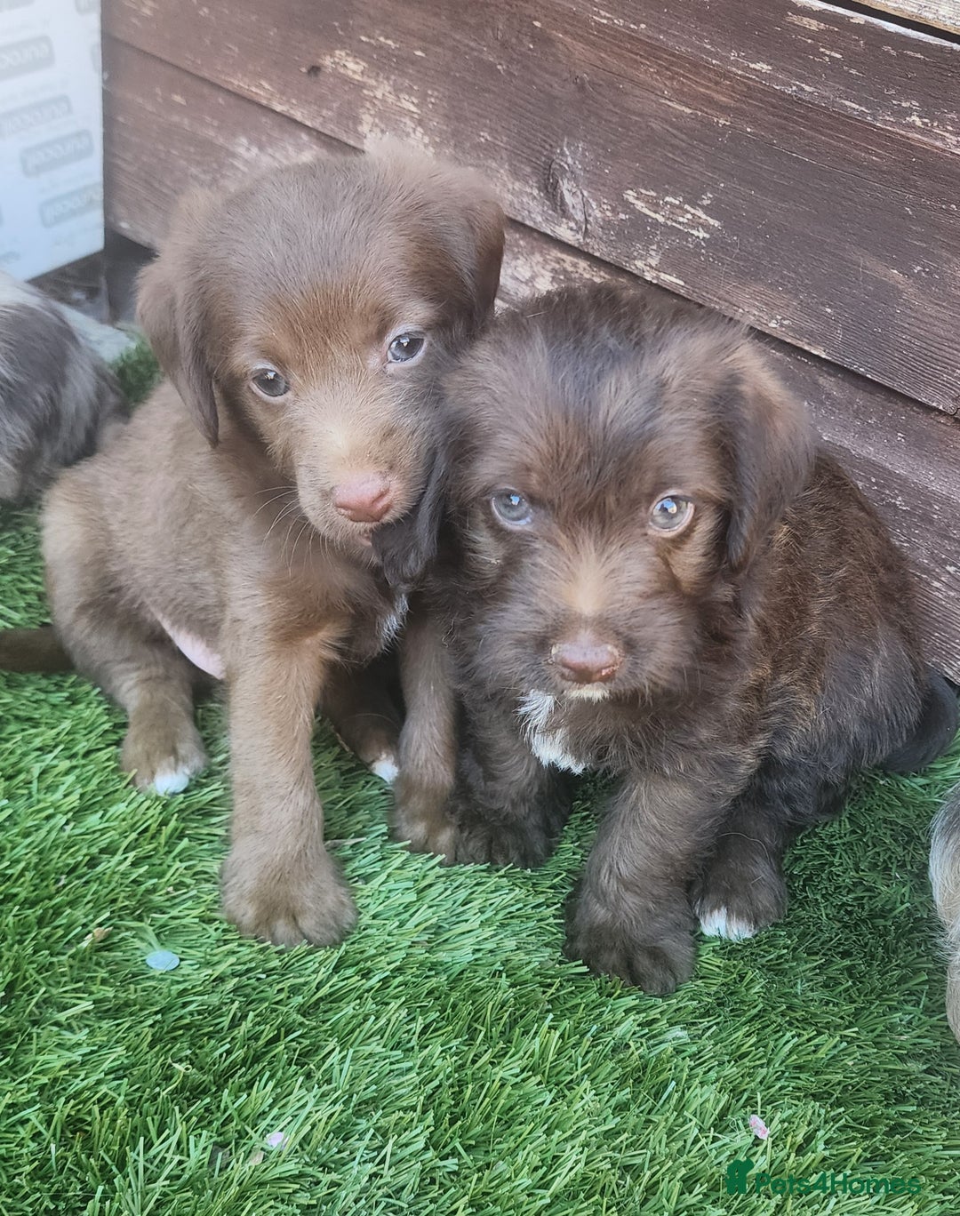 Jackapoo dogs for sale: 🐶 Rare-Coloured Jackapoo Puppies  - Image 4