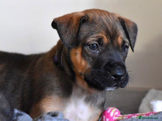 Belgian Shepherd Dog dogs for sale: Bullherders top working lines - Advert 2