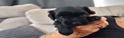 Mixed Breed dogs for sale: Multipoo X Miniature Schnauzer beautiful pups - Advert 29