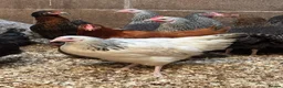 Chickens poultry for sale: Pol chickens for sale  in Coventry - Advert 5