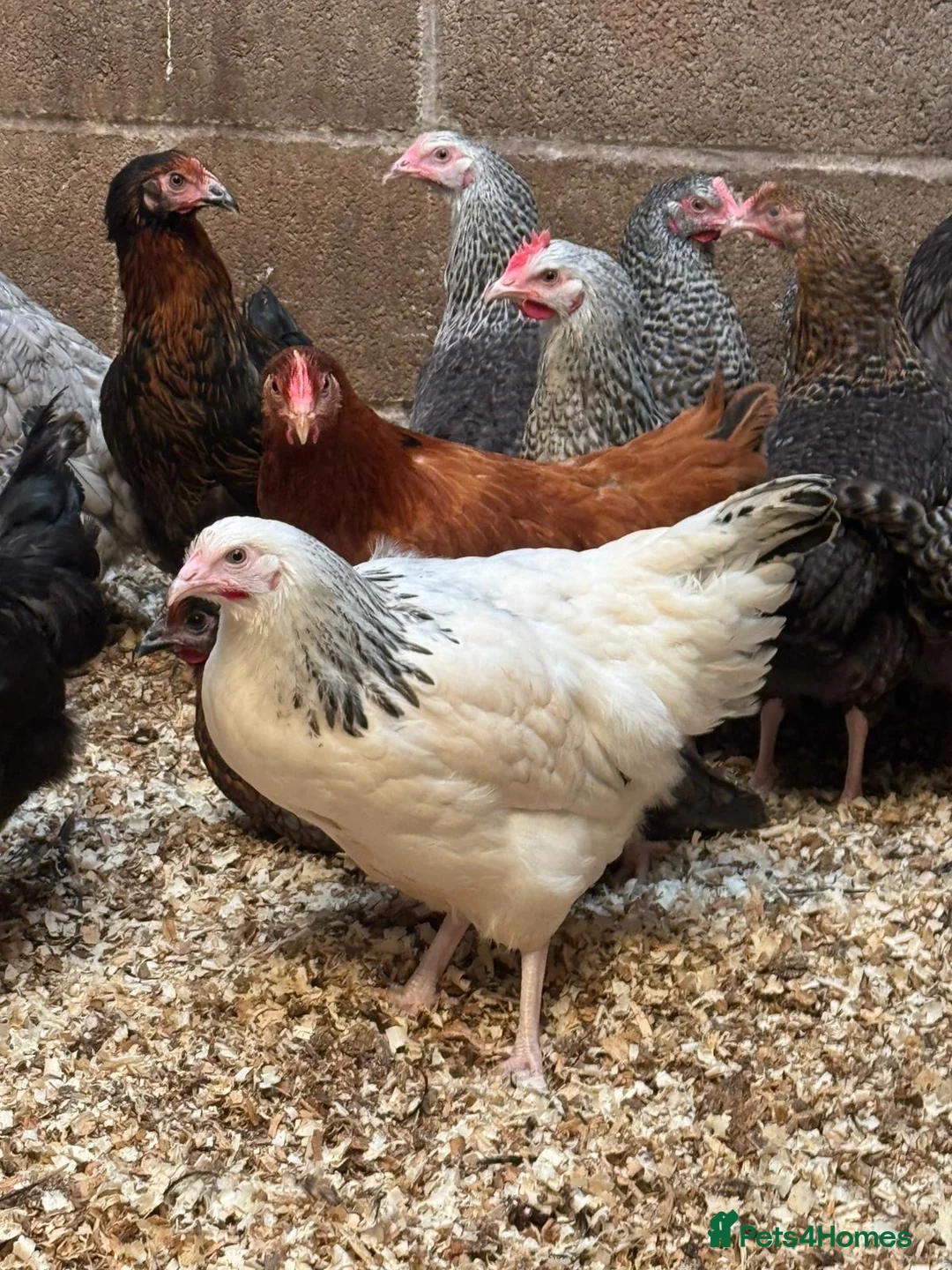 Chickens poultry for sale: Pol chickens for sale  in Coventry - Advert 5