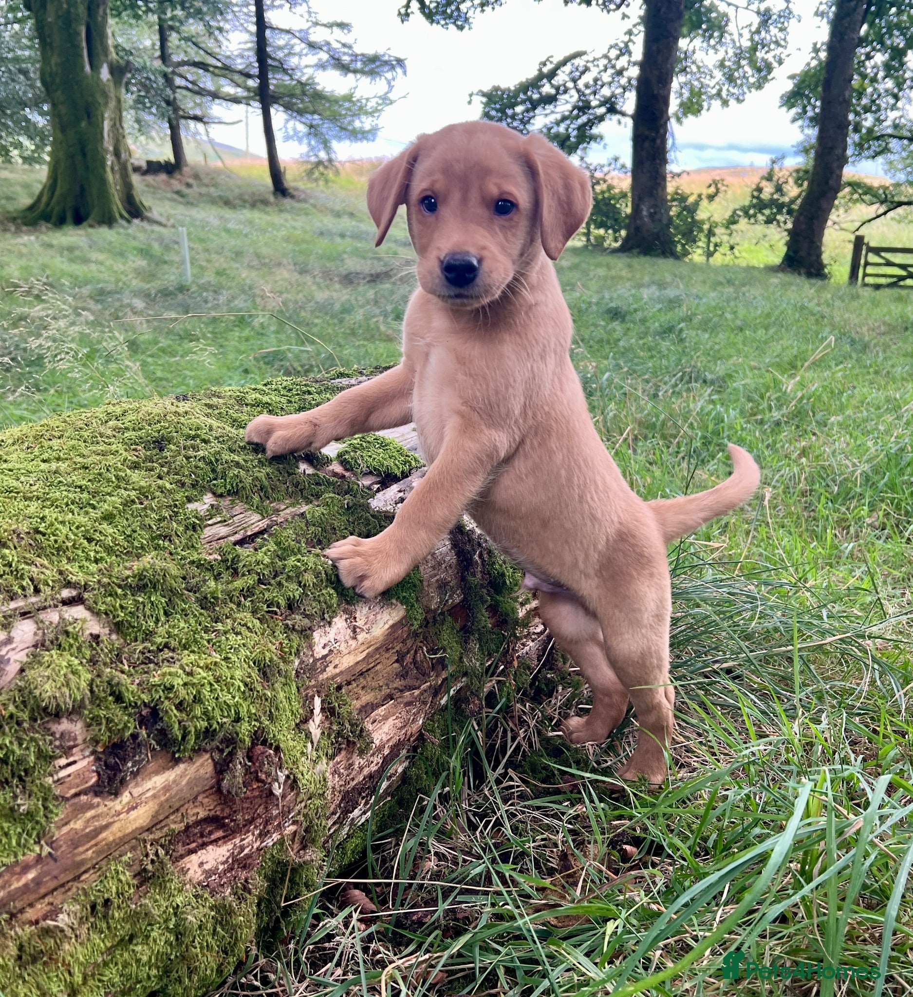 Labrador Retriever dogs kC reg fox red labs FTCH sired - Advert 2