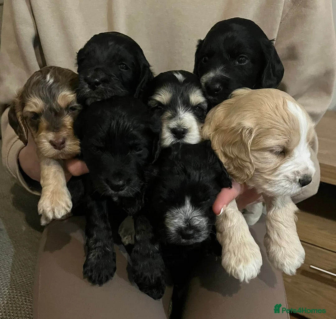 Cockapoo dogs for sale: F1B Cockapoo’s for sale - Advert 1