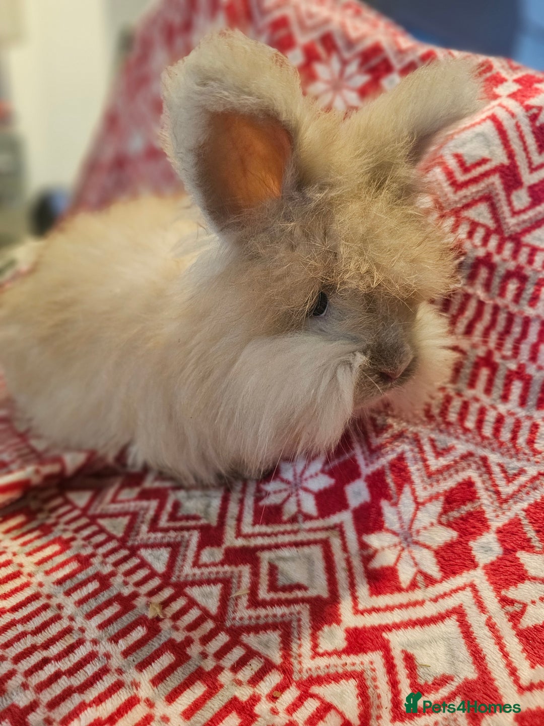 Angora rabbits for sale: Beautiful Angora Kits - Advert 8