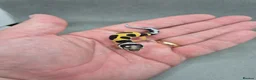 Leopard Gecko reptiles for sale: 2026 leopard gecko hatchlings  - Advert 9