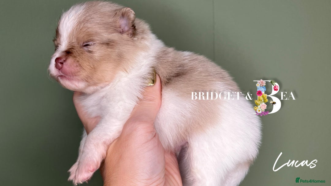 Pomeranian dogs for sale: 💛PUPPIES ARRIVED 💛 - Advert 36