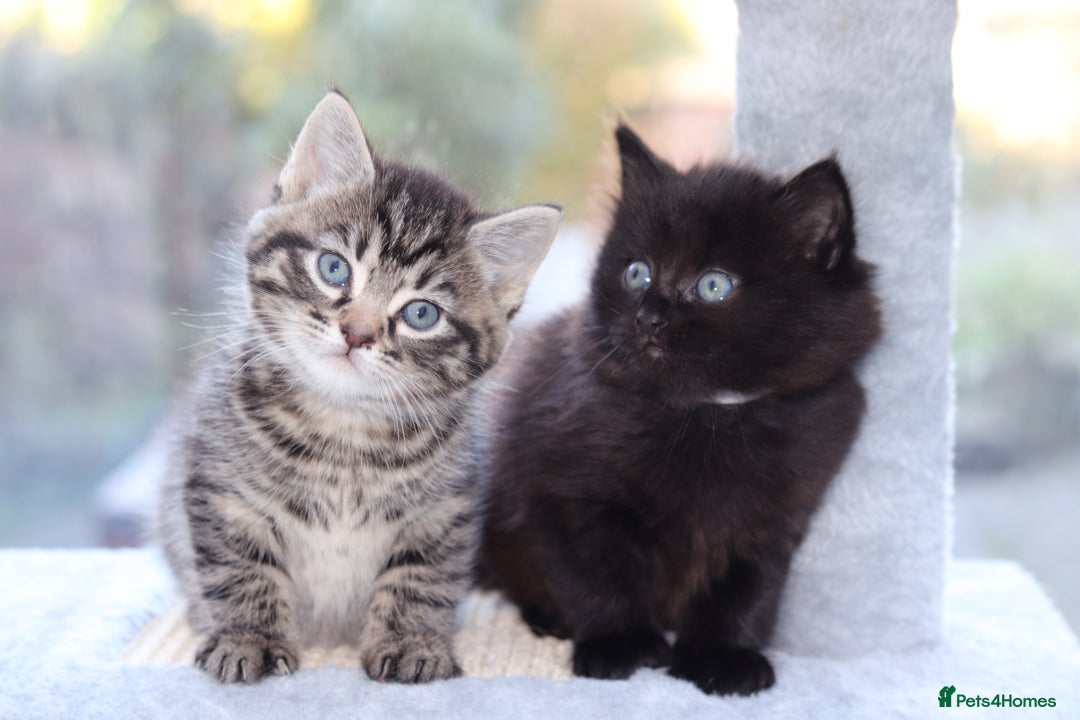 Mixed Breed cats for sale: Adorable Kittens - Advert 8