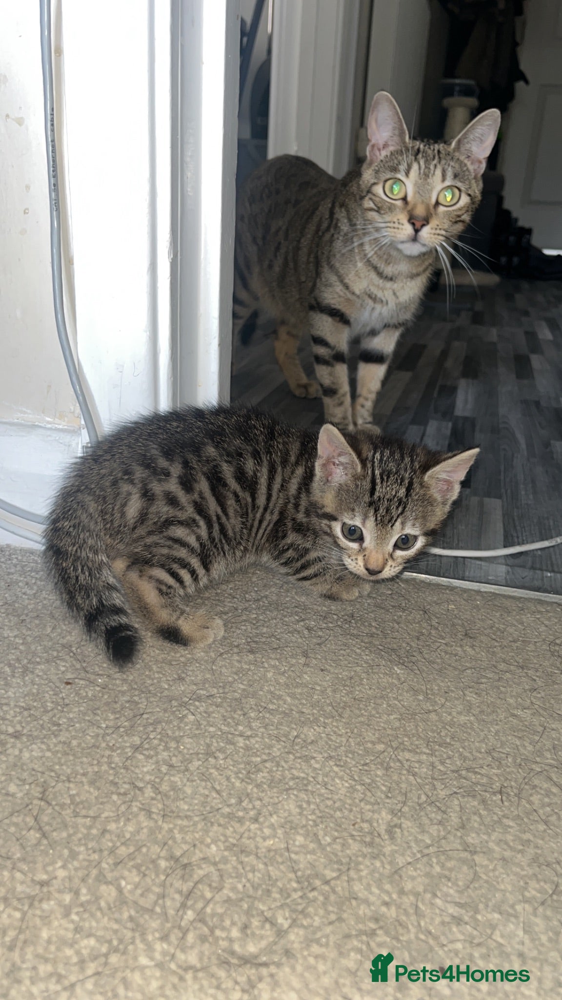 Bengal cats Beautiful kittens  - Advert 2