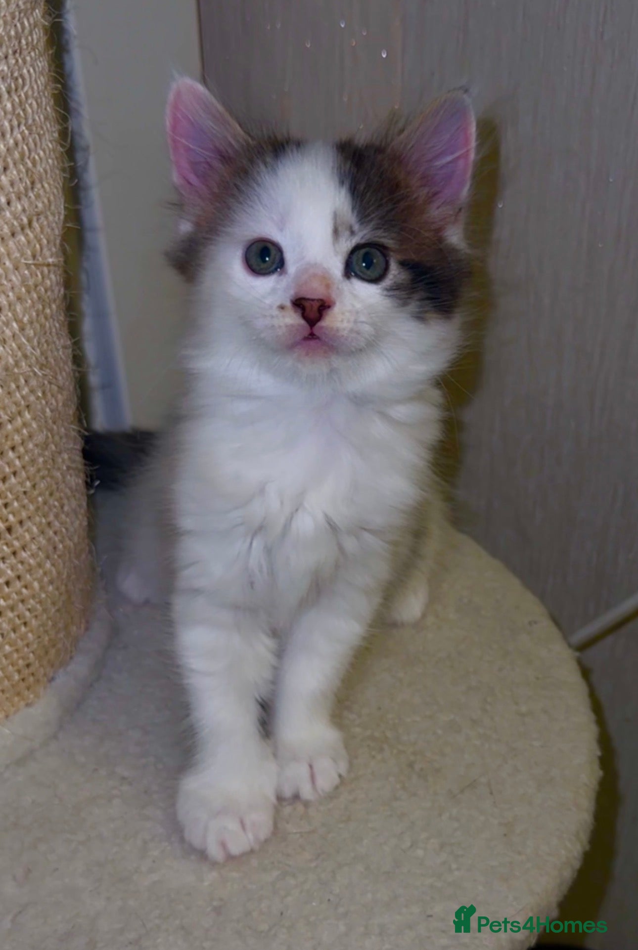 Mixed Breed cats 🐾 Adorable Fluffy Kittens Ready for Loving Homes - Advert 2