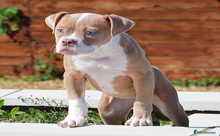 Olde English Bulldogge dogs - Advert 5