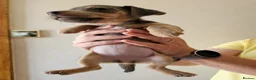Jack Russell dogs for sale: Blue and sandy Jack Russell puppies - Advert 14