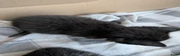 Mixed Breed cats for sale: Kittens - Advert 11