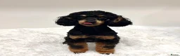 Miniature Poodle dogs for sale: Beautiful rare RKC Phantom Miniature Poodle - Advert 6