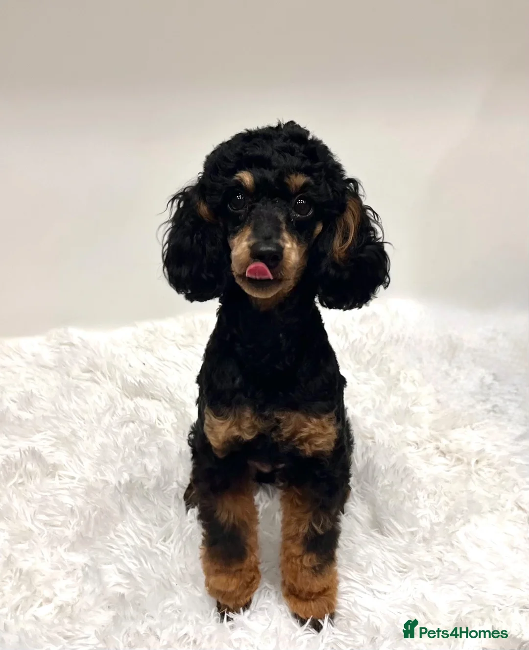 Miniature Poodle dogs for sale: Beautiful rare RKC Phantom Miniature Poodle - Advert 6