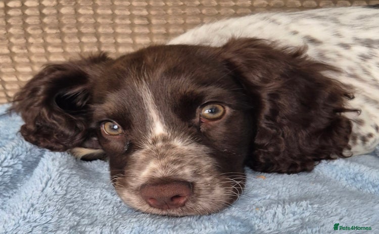 English Springer Spaniel dogs - Advert 1
