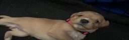 Mixed Breed dogs for sale: Seven sweet cavador puppies  - Advert 9