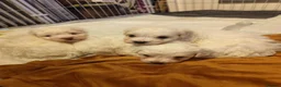 Mixed Breed dogs for sale: Maltipoo x Coton de Tulear Puppies  - Advert 17