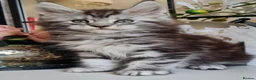 Maine Coon cats for sale: GCCF REGISTERED MAINE COON KITTENS - Advert 10