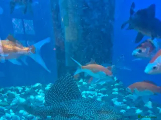 Other/Mixed Breed fish Goldfish and pleco for sale - Advert 2