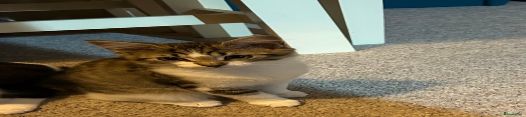 Mixed Breed Kitten 3