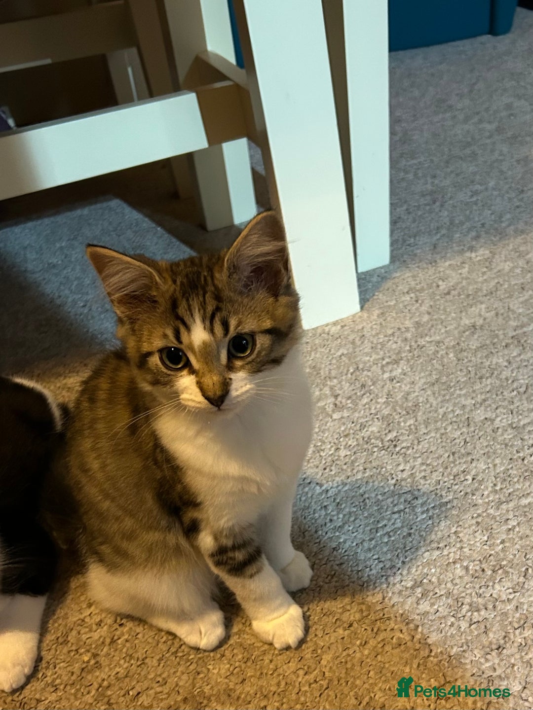 Mixed Breed cats for sale: 1 female kittens for Sale - Advert 17