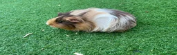 Guinea Pig rodents for sale: Guinea Pigs - Advert 6