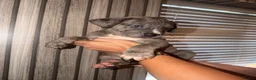 Cane Corso dogs for sale: Cane corso puppies  - Advert 3