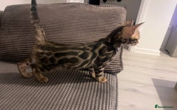 Bengal cats for sale: Stunning full pedigree bengal kittens *READY*  - Image 12