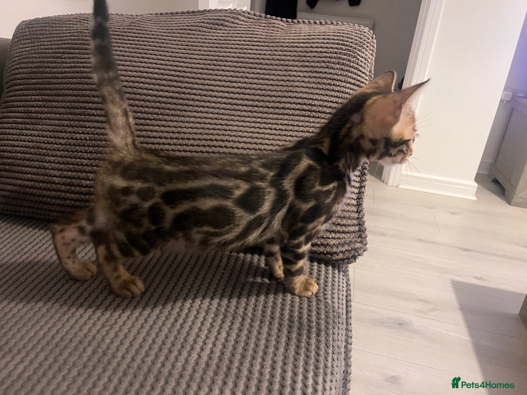 Bengal cats for sale: Stunning full pedigree bengal kittens *READY*  - Image 12