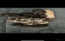 Mixed Breed dogs for sale: Mini Cockapoos - Image 8