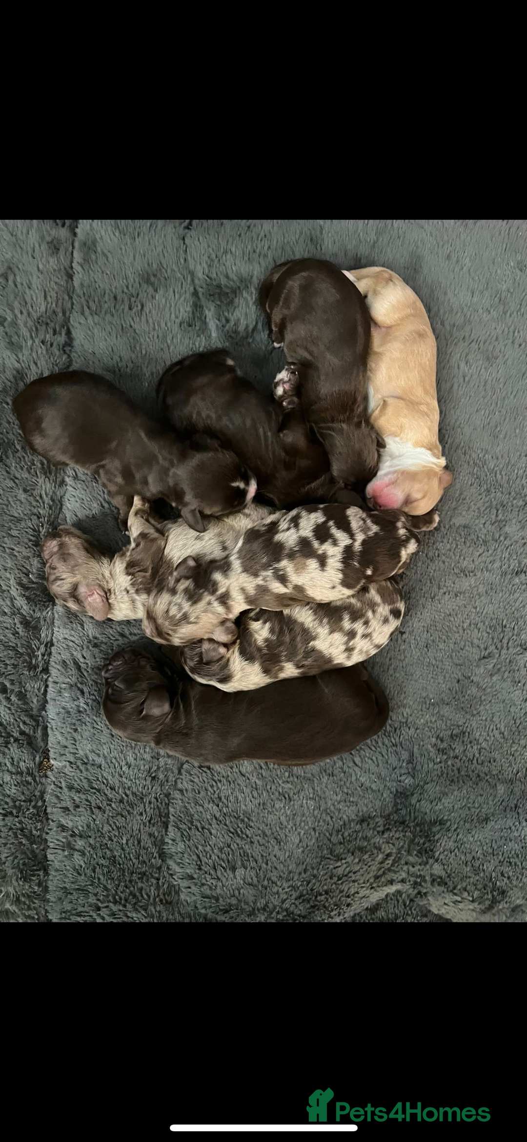 Mixed Breed dogs for sale: Mini Cockapoos - Image 8