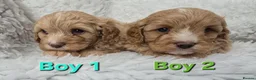 Cavapoo dogs for sale: Quality F1 Cavapoos. in Stockport - Advert 11