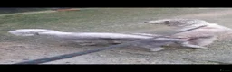 Bedlington Terrier dogs for sale: Bedlington terrier pups for sale  - Advert 12